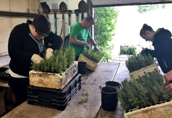 Four Skyliners sort through saplings choosing the best ones