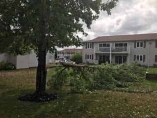 Fallen tree by an apartment building