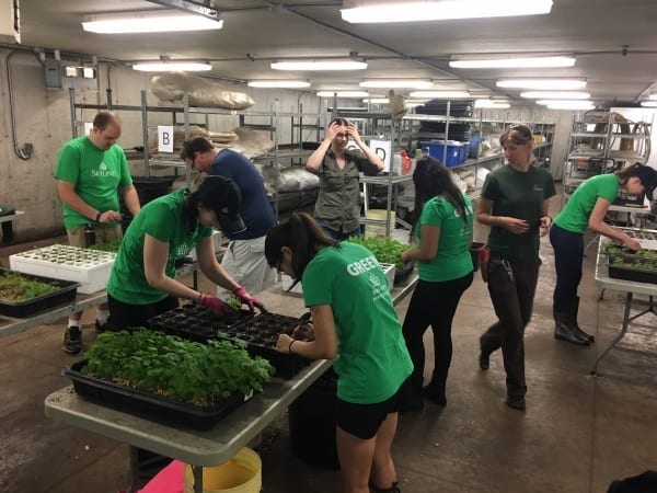 Seven Skyline employees pick out the strongest saplings at Green Legacy